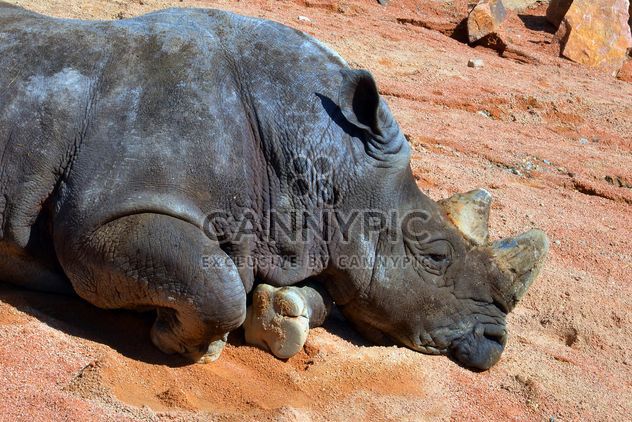 Rhino resting lying on the ground - image #328545 gratis