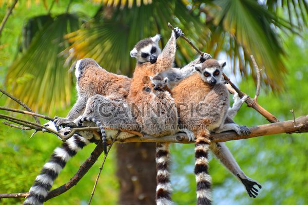 group of lemurs with a puppy - бесплатный image #328555