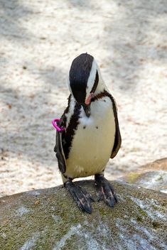 Penguin on a walk - бесплатный image #328565