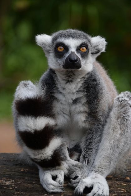 Lemur close up - Free image #328585