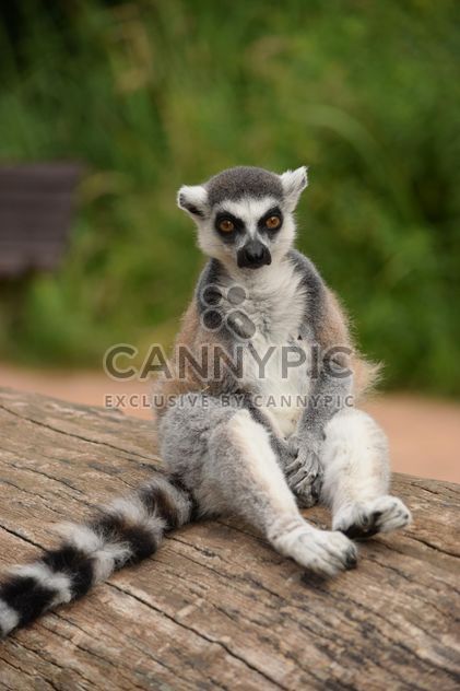 Lemur close up - Kostenloses image #328595