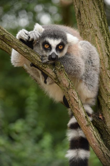 Lemur close up - image gratuit #328605 