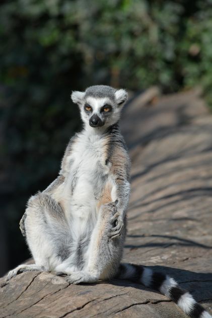 Lemur close up - Free image #328615