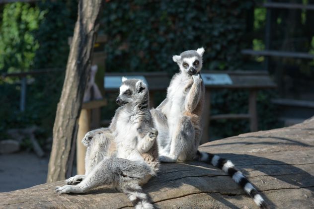 Lemur close up - Free image #328625