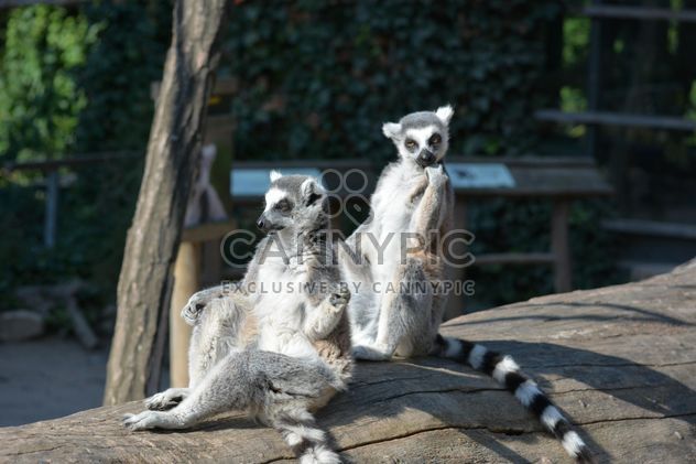 Lemur close up - image gratuit #328625 