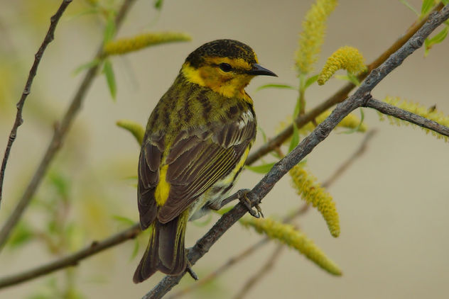 Cape May Warbler - Free image #329005