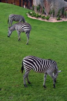 zebras on park lawn - image #329025 gratis