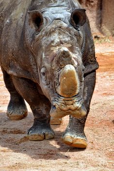 Rhinoceros in park - image #329065 gratis