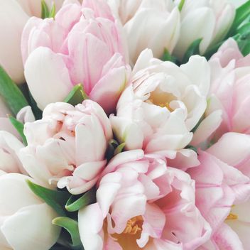Beautiful spring tulips - Kostenloses image #329285