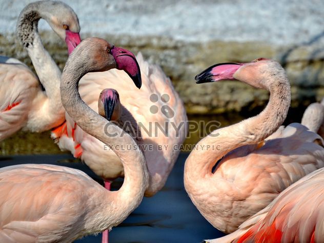 pink flamingos in park - image gratuit #329885 