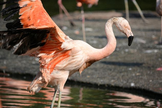Flamingo in park - Free image #329935