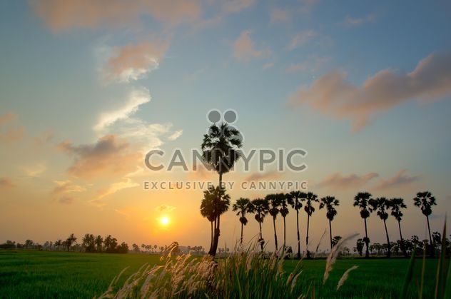 sunset on the field - image gratuit #330015 