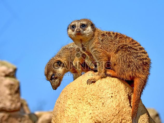 Meerkats in park - Free image #330235