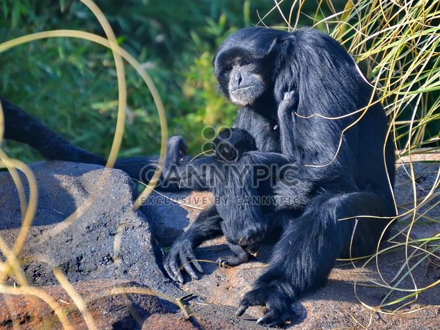 Siamang gibbon female with a cub - Free image #330245