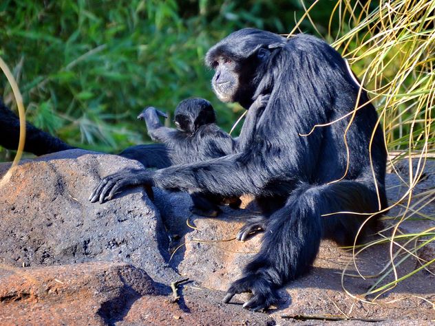 Siamang gibbon female with a cub - бесплатный image #330255