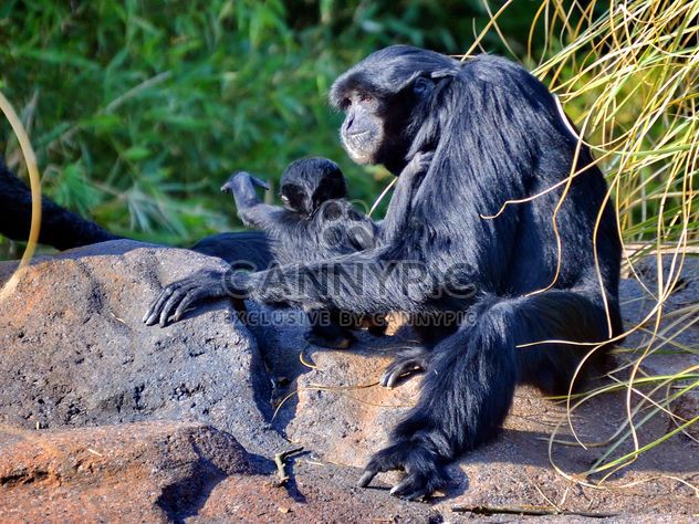 Siamang gibbon female with a cub - image gratuit #330255 