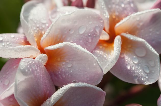 Close up of pink Plumeria - Free image #330865
