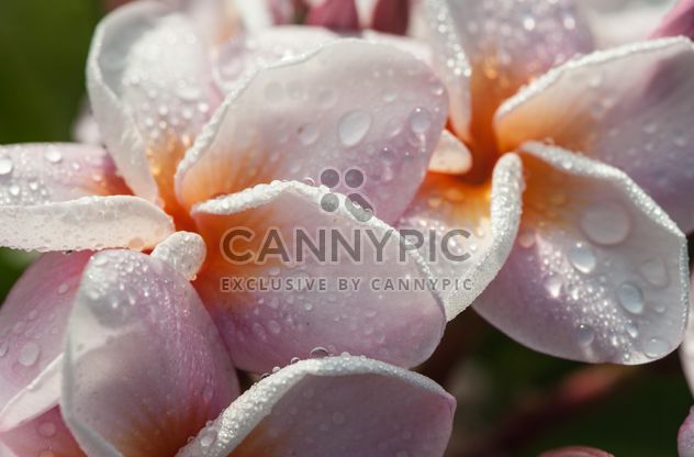 Close up of pink Plumeria - image #330865 gratis