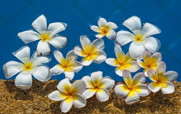 Close up of Plumeria on water - Free image #330885