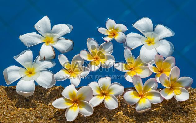 Close up of Plumeria on water - Free image #330885
