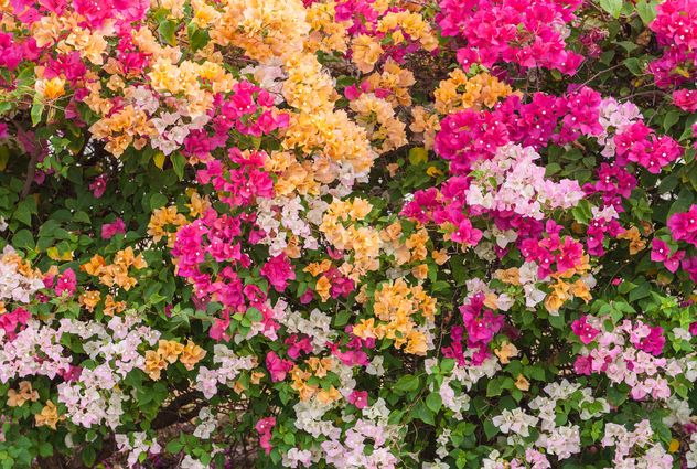 Bright colorful bougainvillea bush - Free image #330895