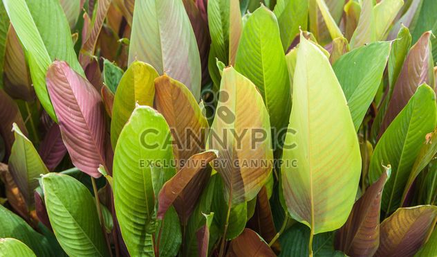 Green foliage of different tones - image #330955 gratis