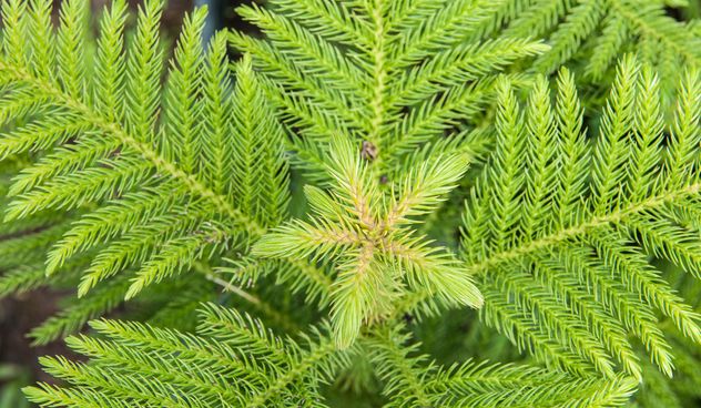Green fern foliage - Kostenloses image #330965