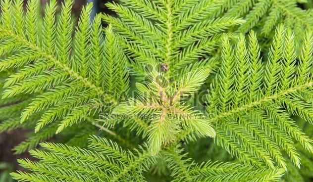 Green fern foliage - Free image #330965