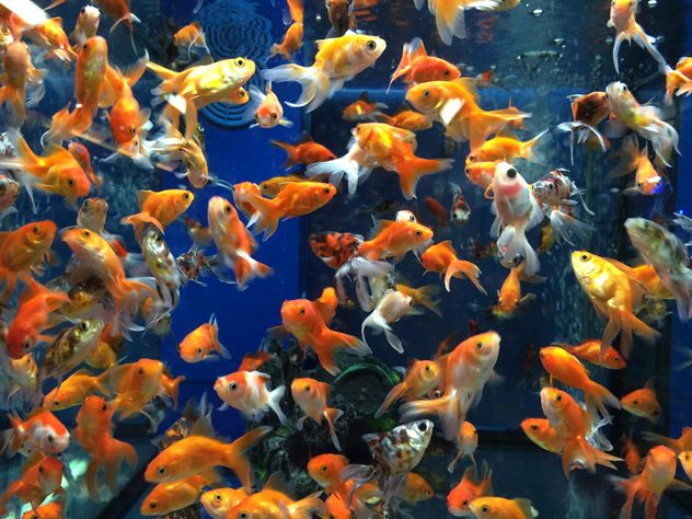 Gold fish in aquarium - Free image #331265