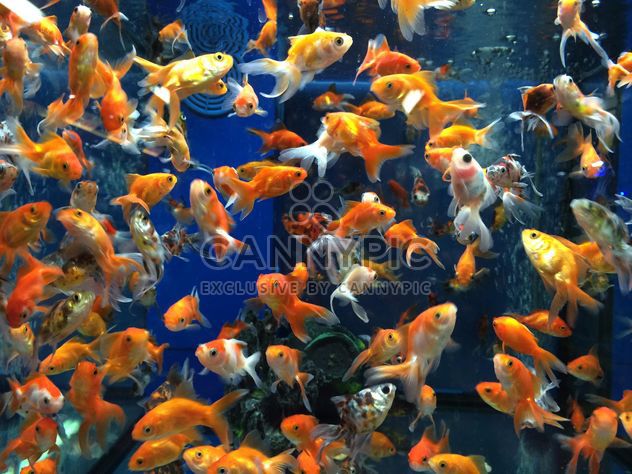 Gold fish in aquarium - image gratuit #331265 