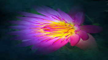 Lotus - Kostenloses image #332525