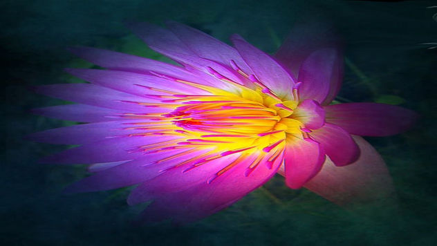 Lotus - Free image #332525