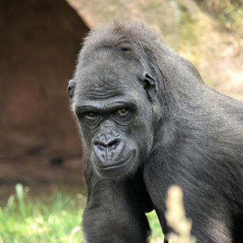 Gorilla portrait in park - бесплатный image #333165