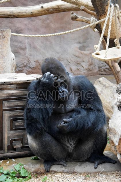 Gorilla on rope clibbing in park - image #333185 gratis