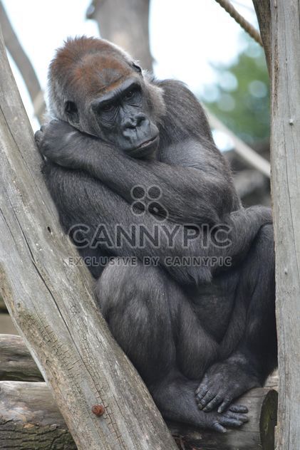 Gorilla on rope clibbing in park - image #333195 gratis