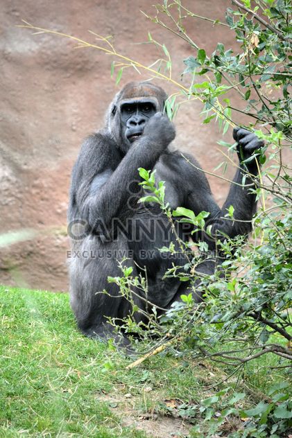 Gorilla eats green in park - бесплатный image #333205