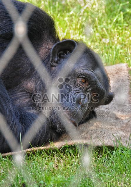 Gorilla rests in park - image #333255 gratis