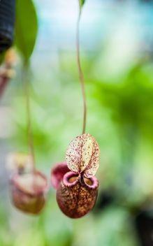 Nepenthes ampullaria, a carnivorous plant - бесплатный image #333285