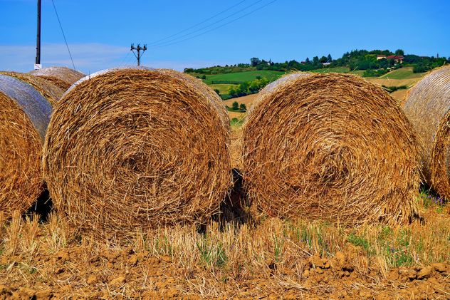 Haystacks, rolled into a cylinders - Free image #334735