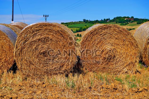 Haystacks, rolled into a cylinders - image gratuit #334735 