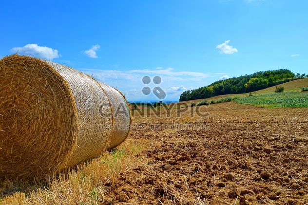 Haystacks, rolled into a cylinders - image gratuit #334745 