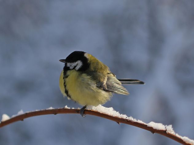 Titmouse sits having ruffled up on a branch of a tree - image #335015 gratis