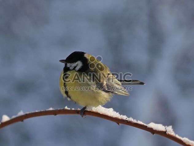 Titmouse sits having ruffled up on a branch of a tree - image #335015 gratis