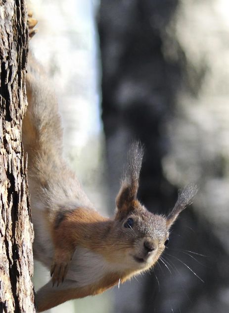 Squirrel on a tree - бесплатный image #335025