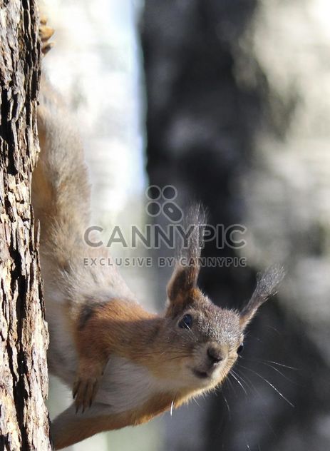 Squirrel on a tree - image gratuit #335025 