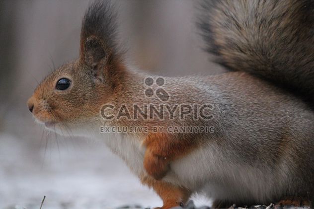 Squirrel eating nut - image #335035 gratis