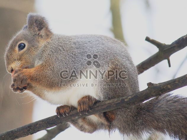 Squirrel eating nut - image #335045 gratis