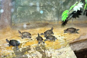 Little tortoises - Free image #335055
