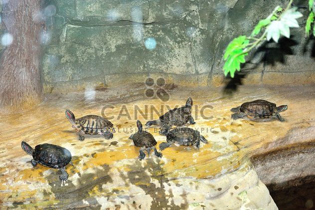 Little tortoises - image #335055 gratis