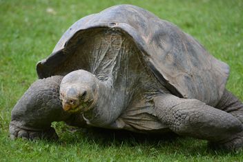 One Tortoise on green grass - image #335085 gratis